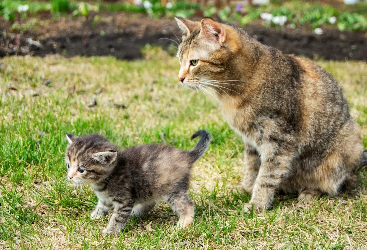 猫の親子