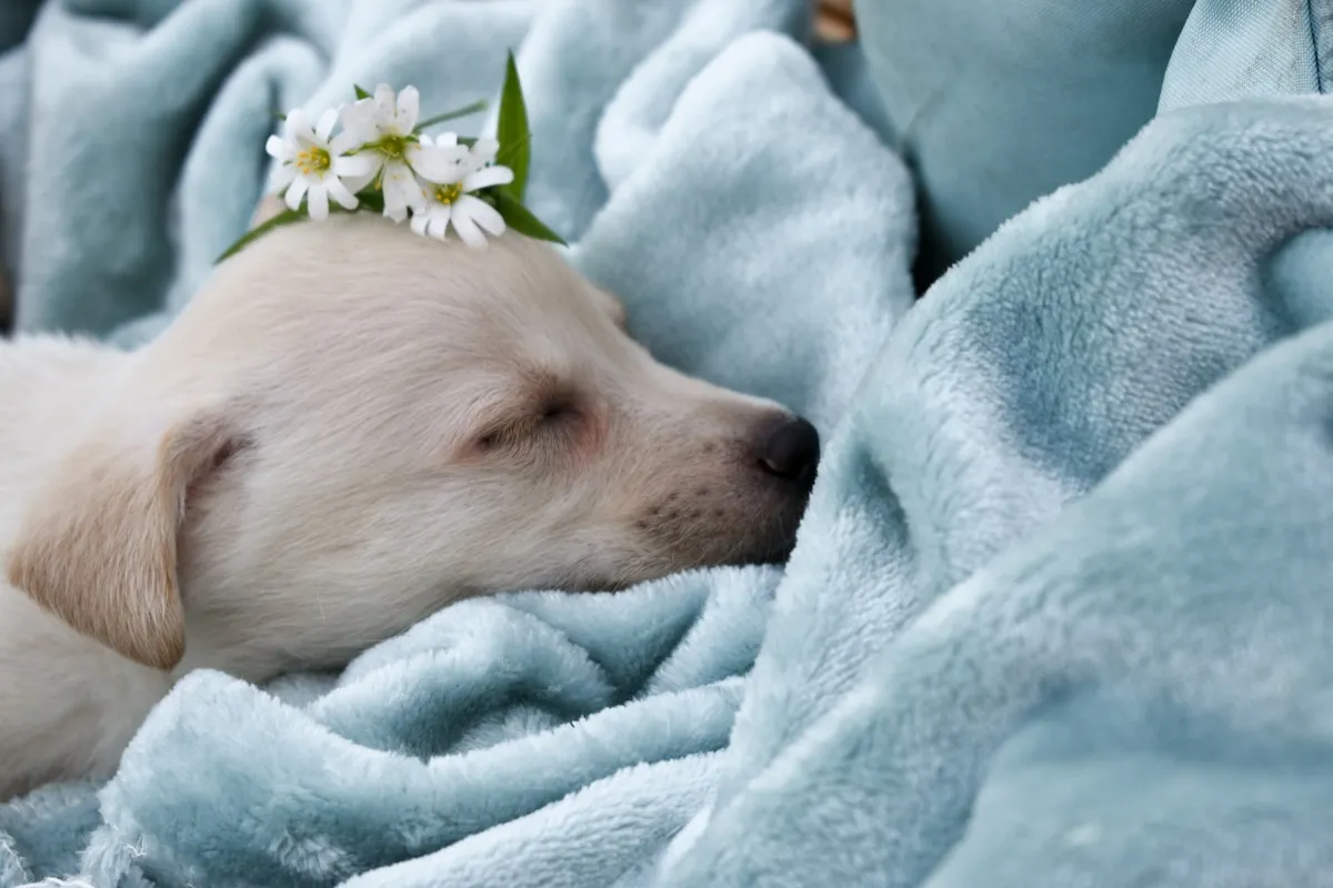 眠る子犬